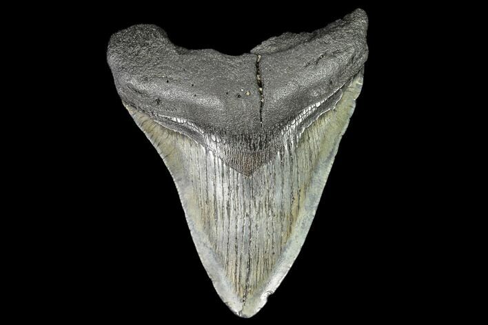 Fossil Megalodon Tooth - Georgia #109331